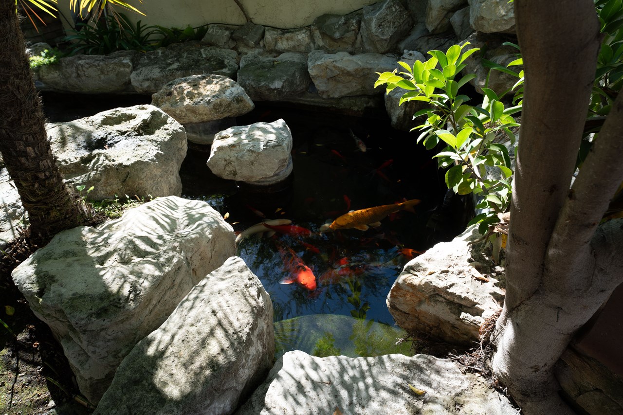 the koi are very friendly!